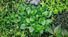 Leafy Greens