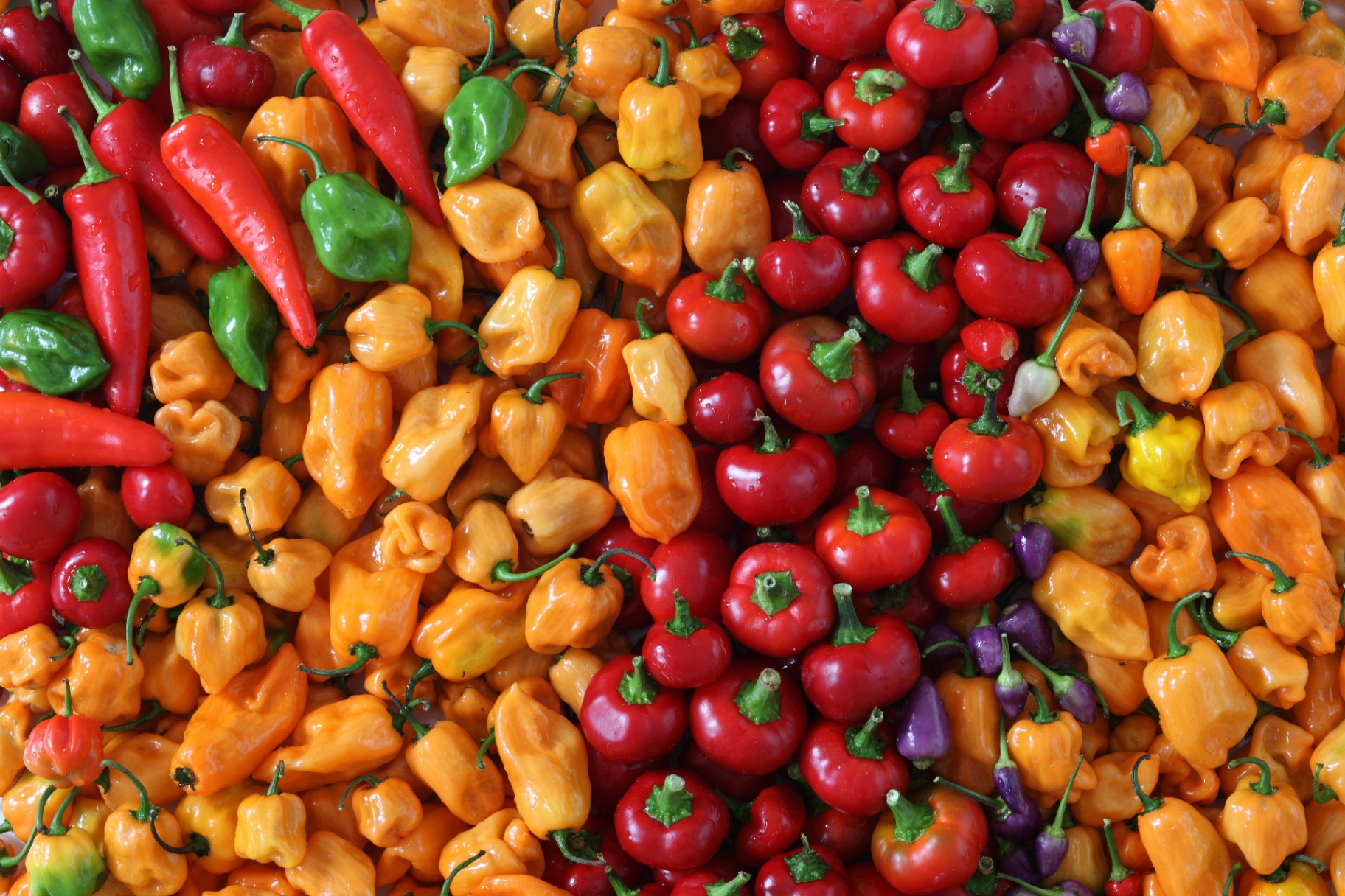 Peppers & Chillies